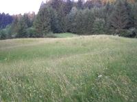 Biotopexkursion in Doren: Magerwiesen Schönengrund